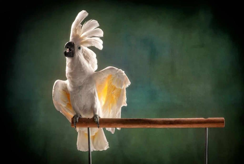 Cockatoo perched on a branch, displaying vibrant feathers and expressive posture, showcasing Nimble Dragon Studios' expertise in animal photography.