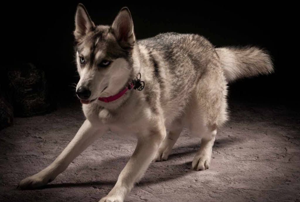Siberian Husky in dynamic pose, showcasing detailed fur and striking blue eyes, captured in a dramatic lighting setting, emphasizing pet photography by Nimble Dragon Studios.