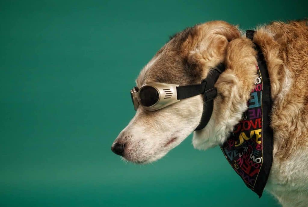 Dog wearing stylish goggles and a colorful bandana against a green background, showcasing creative pet photography by Nimble Dragon Studios.