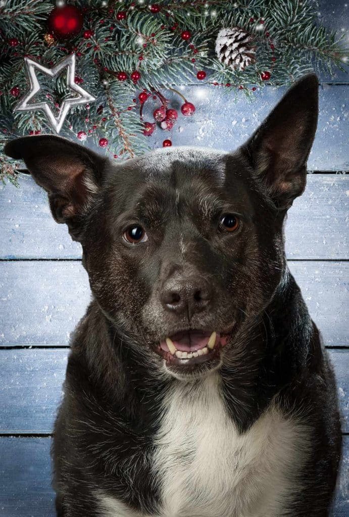 Black dog smiling in front of a festive holiday backdrop with pine branches, red ornaments, and a silver star.