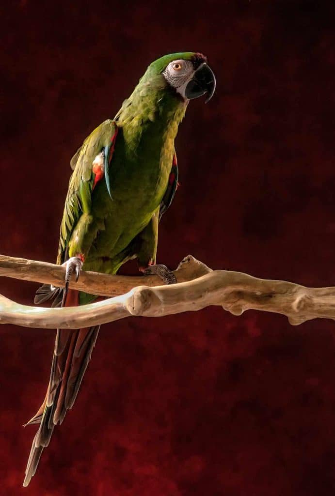 Colorful parrot perched on a branch against a dramatic red background, showcasing Nimble Dragon Studios' expertise in animal photography.