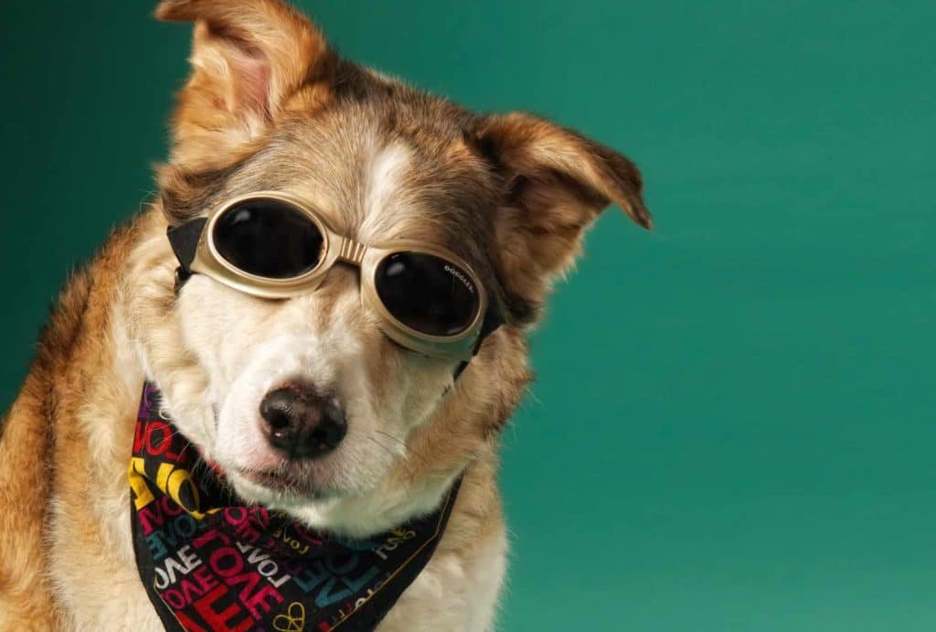Dog wearing sunglasses and a colorful bandana against a teal background, showcasing playful pet photography by Nimble Dragon Studios.
