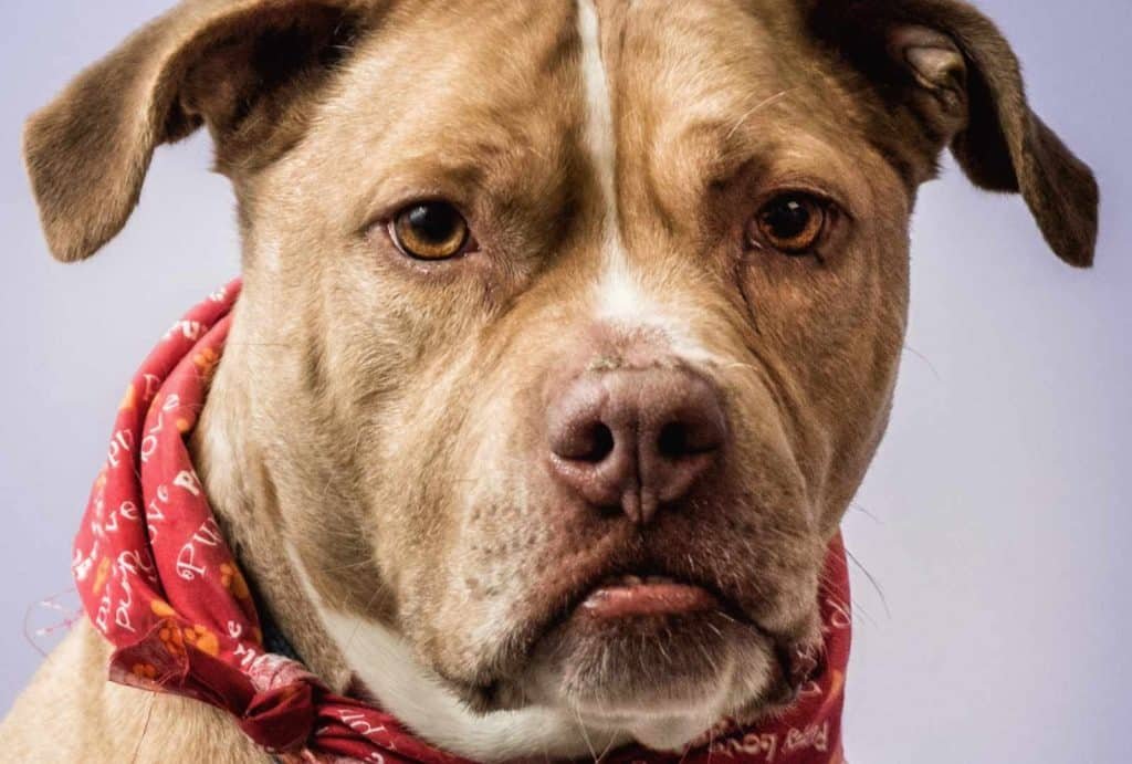 Dog with a serious expression wearing a red bandana, showcasing pet photography by Nimble Dragon Studios.